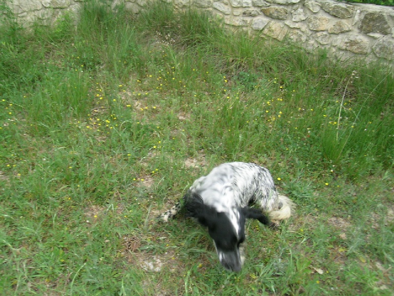 Boy du val des Mourgues